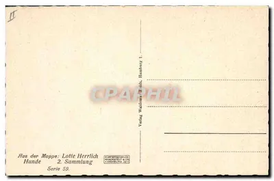 Cztery szczeniaki Jack Russell — seria 59 — Lotte Herrlich — Rewers