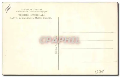 Terrier de Airedale — David, do Canil da Casa Branca — A.N. Paris, n°10 — Verso
