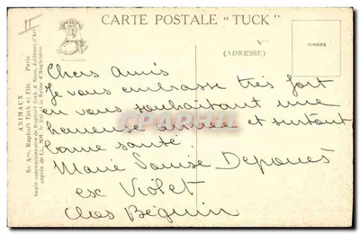 Bilhete postal antigo Cachorro Cachorros — Verso