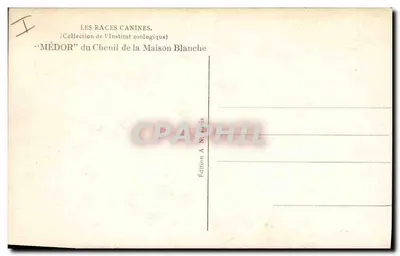 Terrier negro e fogo — série 36 — A.N. Paris — Verso