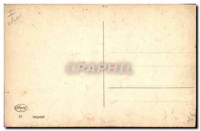 Dois filhotes — Wire Fox Terrier e Scottish Terrier — Amag Import — Verso