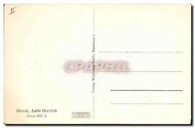 Trzy psy szkockiego teriera — seria 105/3 — Lotte Herrlich — Rewers