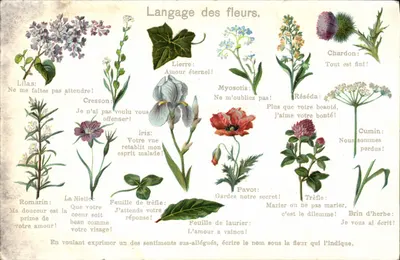 Linguagem das flores — Editor M.P. Editores, série 201