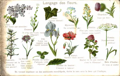 Bilhete postal antigo Fantasia O idioma das flores