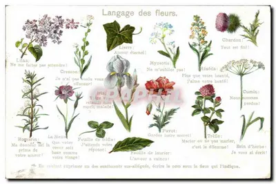 Linguagem das flores — Edições Paris-Sept 1904 — n° 14