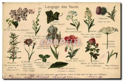 Linguagem das flores — Carte postale illustrée — Editor não visível