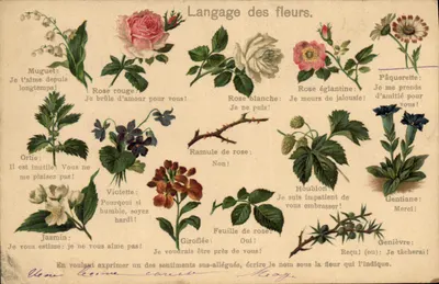 Linguagem das flores — editor não visível, número de série não legível