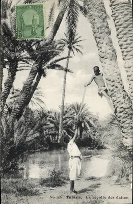 Tunísia. A colheita das datas — Lahnert & Landock, No 366