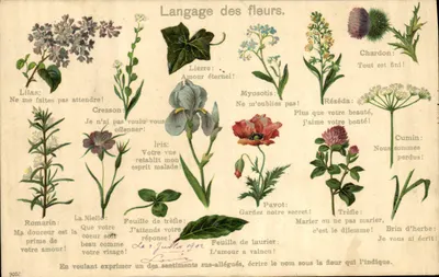 Linguagem das flores — Carta ilustrada com flores e mensagens simbólicas — Editor não identificado, n° 9002