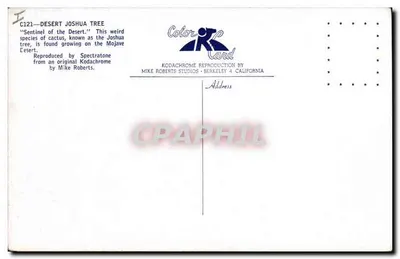 Joshua Tree — Strażnik pustkowia — Color K Card, seria C121 — Rewers