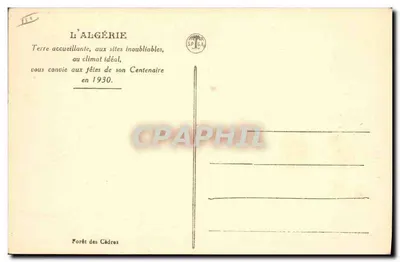 Floresta dos Cedros — Argélia — Editor SPAGA, n°11 — Verso