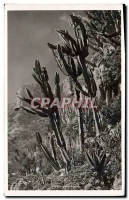Jardim Exótico de Mônaco — Euphorbia Neutra e diversos — Edição Mônaco