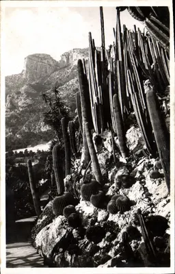 Mônaco — Jardins Exóticos — Echinocactus e Cereus diversos