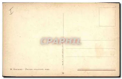 Cartolina d'epoca Prunes — Verso