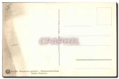 Ranunculus glacialis — Glacier Buttercup — STF Nr 268 — Rewers
