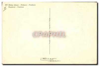 Framboesas — espécie Rubus idaeus — editor Thom & Cie, Aarau/Suíça, n°817 — Verso