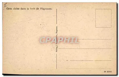 Grande carvalho na floresta de Haguenau — Verlag J. Tierenthaler, Hagenau, n° 20359 — Verso