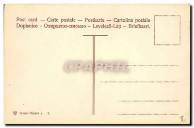 Kwiaty — różowe tulipany i błękitne hyacyny — seria Natura s. 2 — Rewers