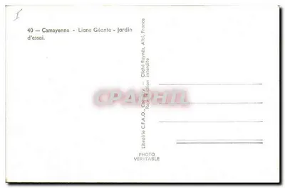 Camayenne - Liana Gigante - Jardim de Ensaios — Librairie C.F.A.O., Albi, França — Verso