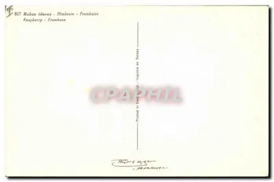 Framboise - Rubus idaeus — série 817 — imprimida na Suíça — Verso