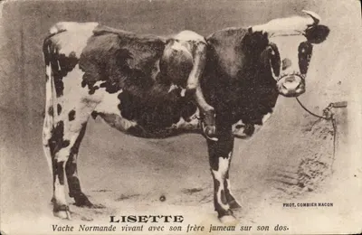Vache Normande avec son frère jumeau sur son dos — Lisette — Phot. Combier Macon