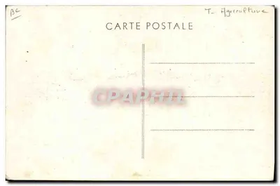 Vache Normande avec son frère jumeau sur son dos — Lisette — Phot. Combier Macon — Verso