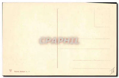 Prunus domestica — owoce na gałęzi — seria Natura x. 1 — Rewers