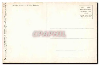 Arranjo de Matthiola annua — em cor, segundo a natureza — editor Rommeler & Jans, Dresden, série 'Flora', n°192 — Verso