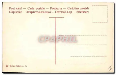 Biała róża — ilustracja botaniczna — seria Natura c. 2 — Rewers
