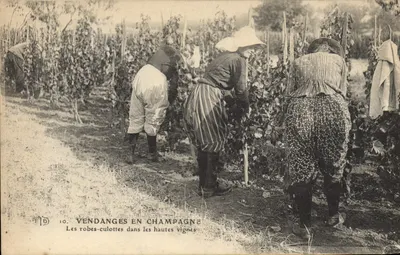 Harvest in Champagne — The Culottes Dresses in the High Vineyards — EFD n°10