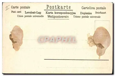 Bundel roze margrieten — illustratie — ondertekend door R. de Gugnon — Achterkant