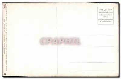 Arranjo de flores brancas — folhas de trepadeira — série Flora, editor Jamnitzer & Zöllner — Verso