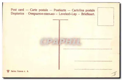 Chrysantemy czerwone — ilustracja botaniczna — seria Natura c. 8 — Rewers