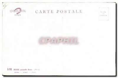 Rosa grande fioritura — L'amicizia — Color Paris, n° 518 — Verso