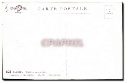 Gládios — Gladiolus gandavensis — Cor da Paris n°505 — Verso