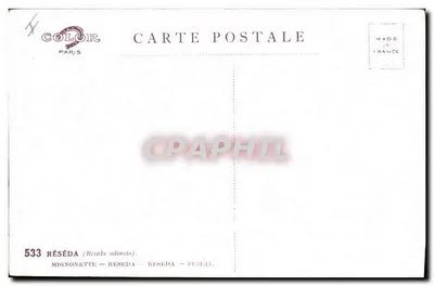 Réseda — Réseda odorata — editor COLOR Paris, n° 533 — Verso