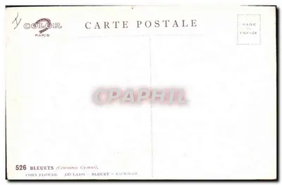 Bleuet (Centaura Cyminus) — ilustracja botaniczna — COLOR PARIS n°526 — Rewers