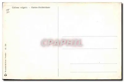 Arranjo de callune — variedades brancas e violetas — Rommier & Jonas, Dresden, n° 220 — Verso