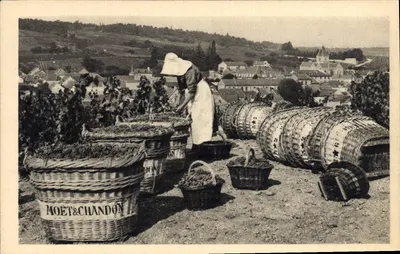 View of grape harvesting in Mesnil-sur-Oger — Moët & Chandon — Brezzer Frères