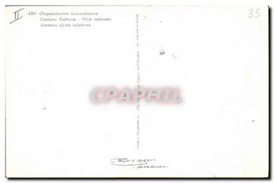 Bukiet kwiatów — Chryzantema, Gentianka, Fiolet, Anemonia — Thore Coyer, fotografia w Szwajcarii — Rewers