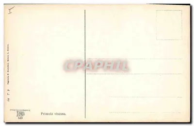 Flores de Primula viscosa — sobre rochedos e musgo — Papierchromie, série 529 — Verso
