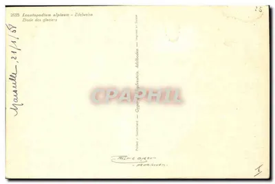 Edelweiss — Leontopodium alpinum — editor Gyger & Cie, Adelboden — Verso