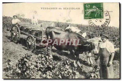 Vendanges no Beaujolais — edição não identificada