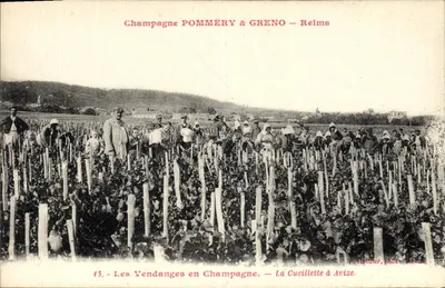 As Colheitas na Champagne — A Colheita em Avize — P. Rotinier, fot. Reims