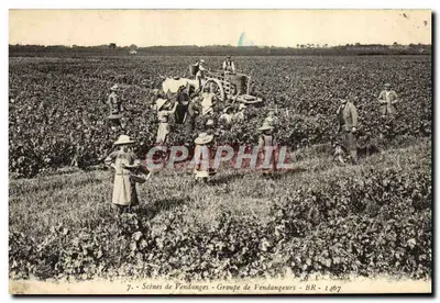 Cenas de Colheita de Uvas — Grupo de Colhedores — BR — 1467