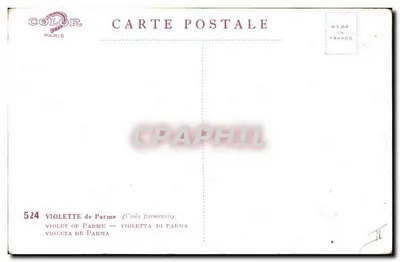 Fioletki parmaskie — (Viola parmensis) — Kolor, Paryż, nr 524 — Rewers