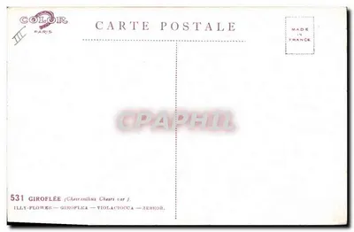 Giroflée — Cheiranthus cheiri var. — uitgever COLOR PARIS, n° 531 — Achterkant