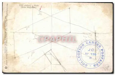 Groseille — Vitis vinifera (Roter Malvasier) — Collection Cartes Postales N° 126 — Reverso