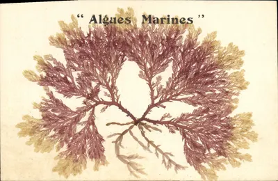 Algues Marines — Échantillon d'algue séchée — Carte postale française
