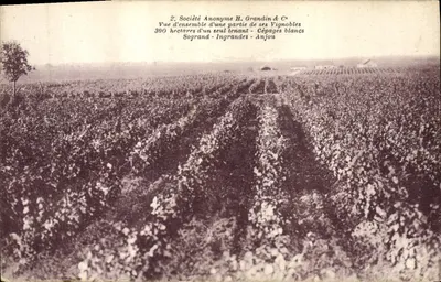 Weingüter der Gesellschaft H. Grandin & Co — Sogrand - Ingrandes - Anjou
